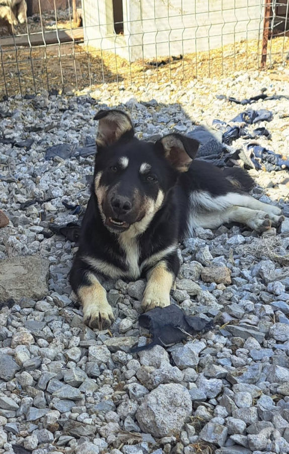 Hunde Ausland