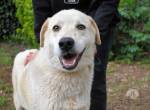 Neeko - Traumhund sucht Traummenschen