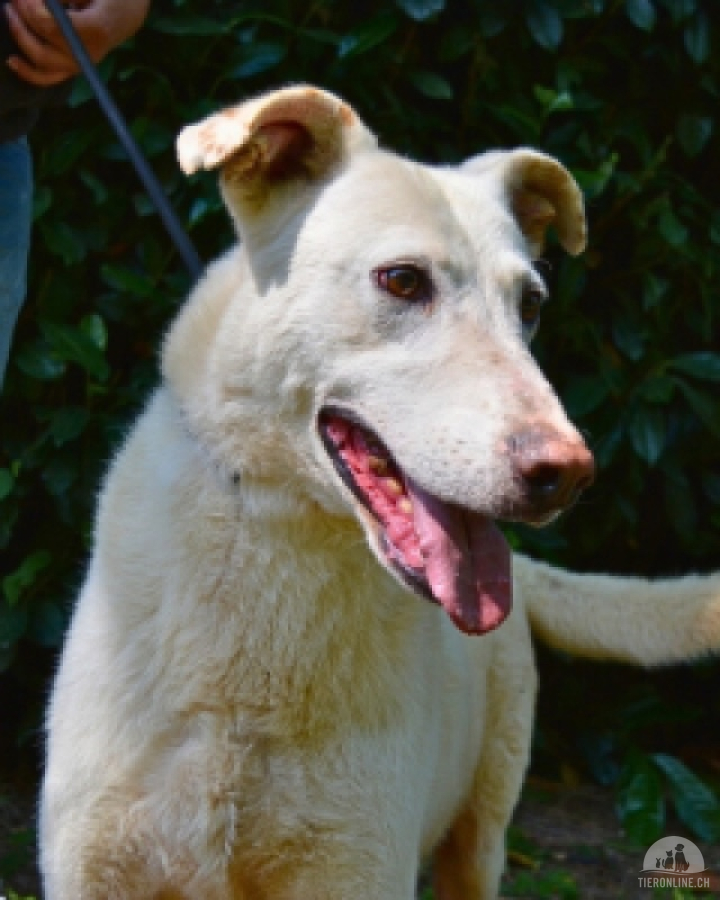 Hunde Ausland