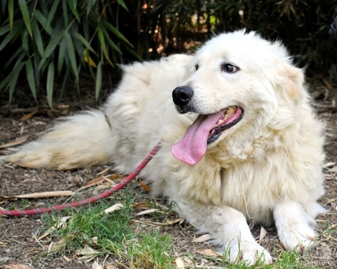 Hunde Ausland