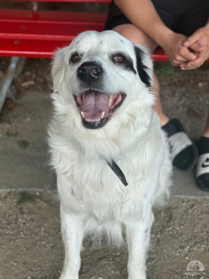 Hunde Schweiz