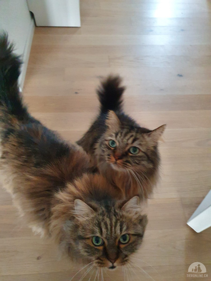 Katzen Schweiz
