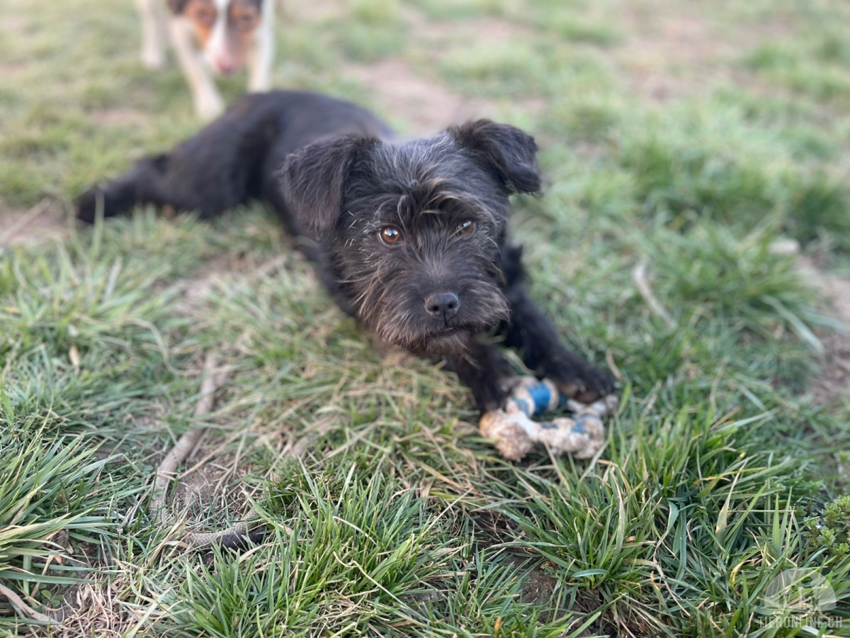 Hunde Ausland
