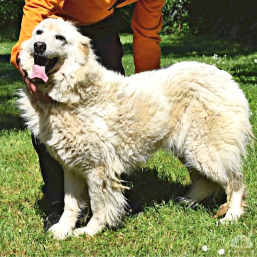 Hunde Ausland