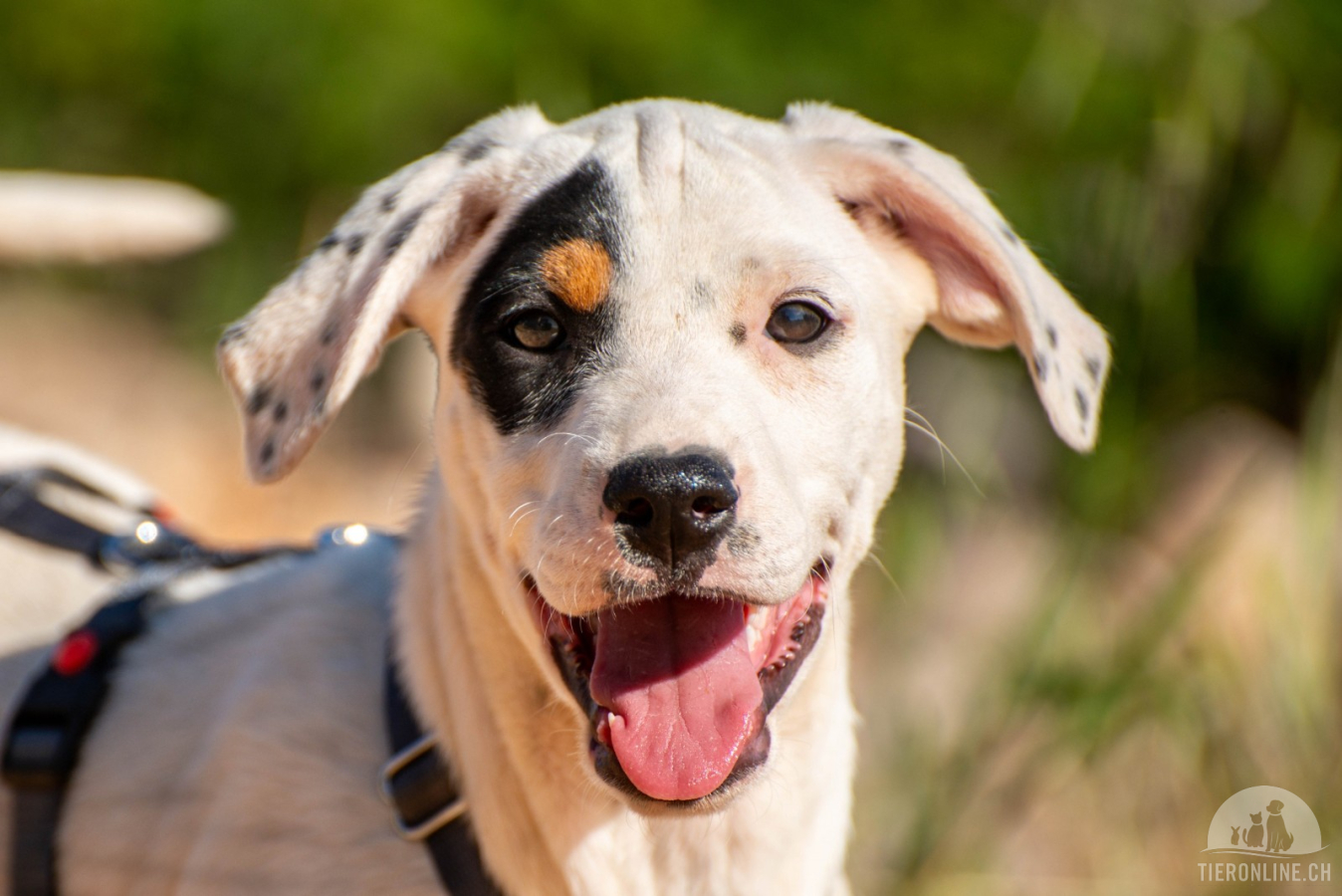 Hunde Ausland
