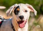 Kalea (4 Monate) möchte mit dir das Hunde 1x1 lernen