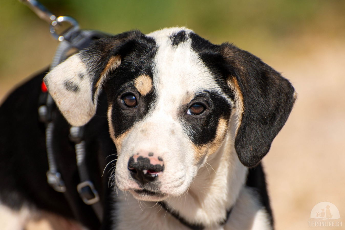 Hunde Ausland