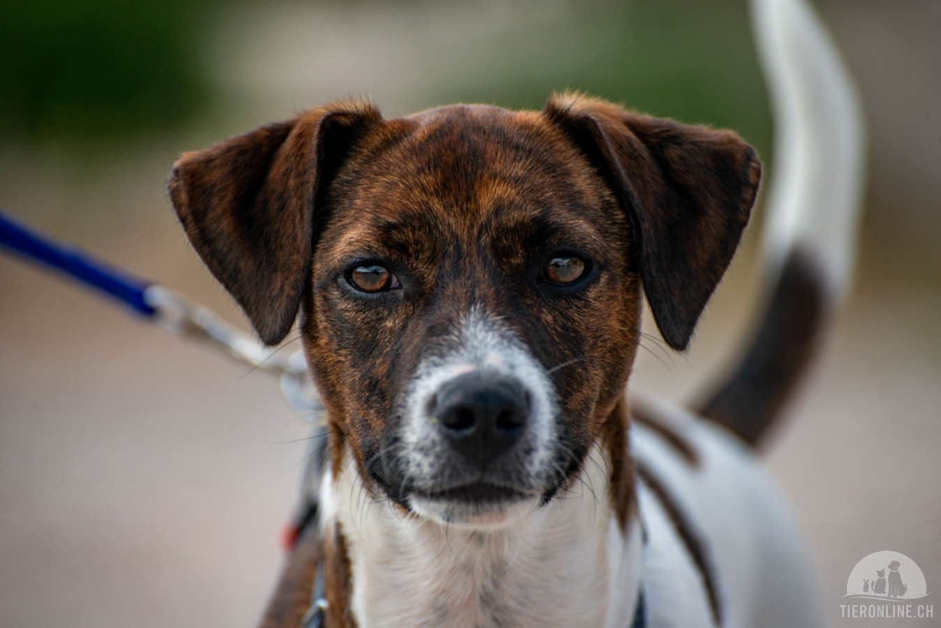 Hunde Ausland