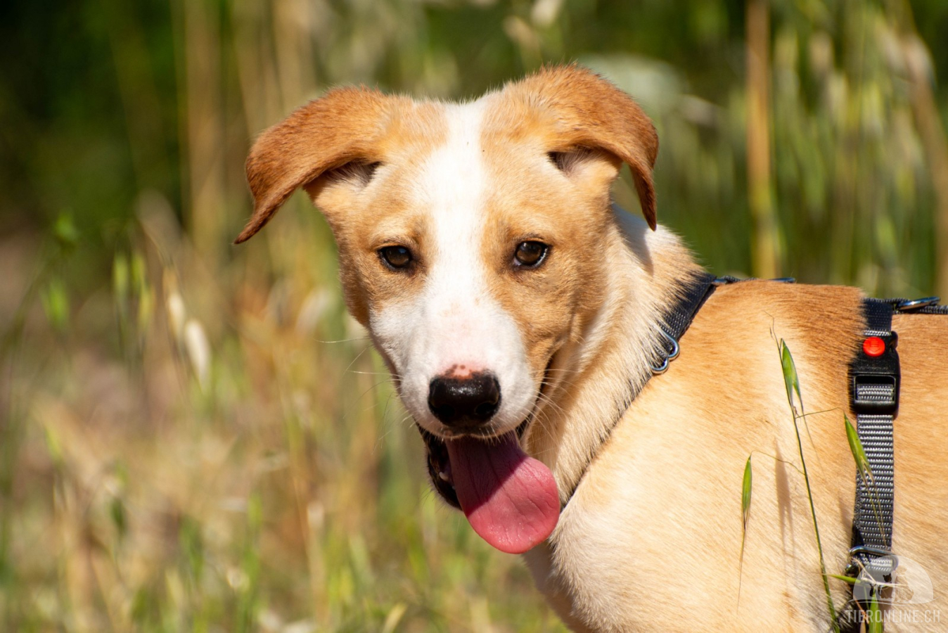 Hunde Ausland