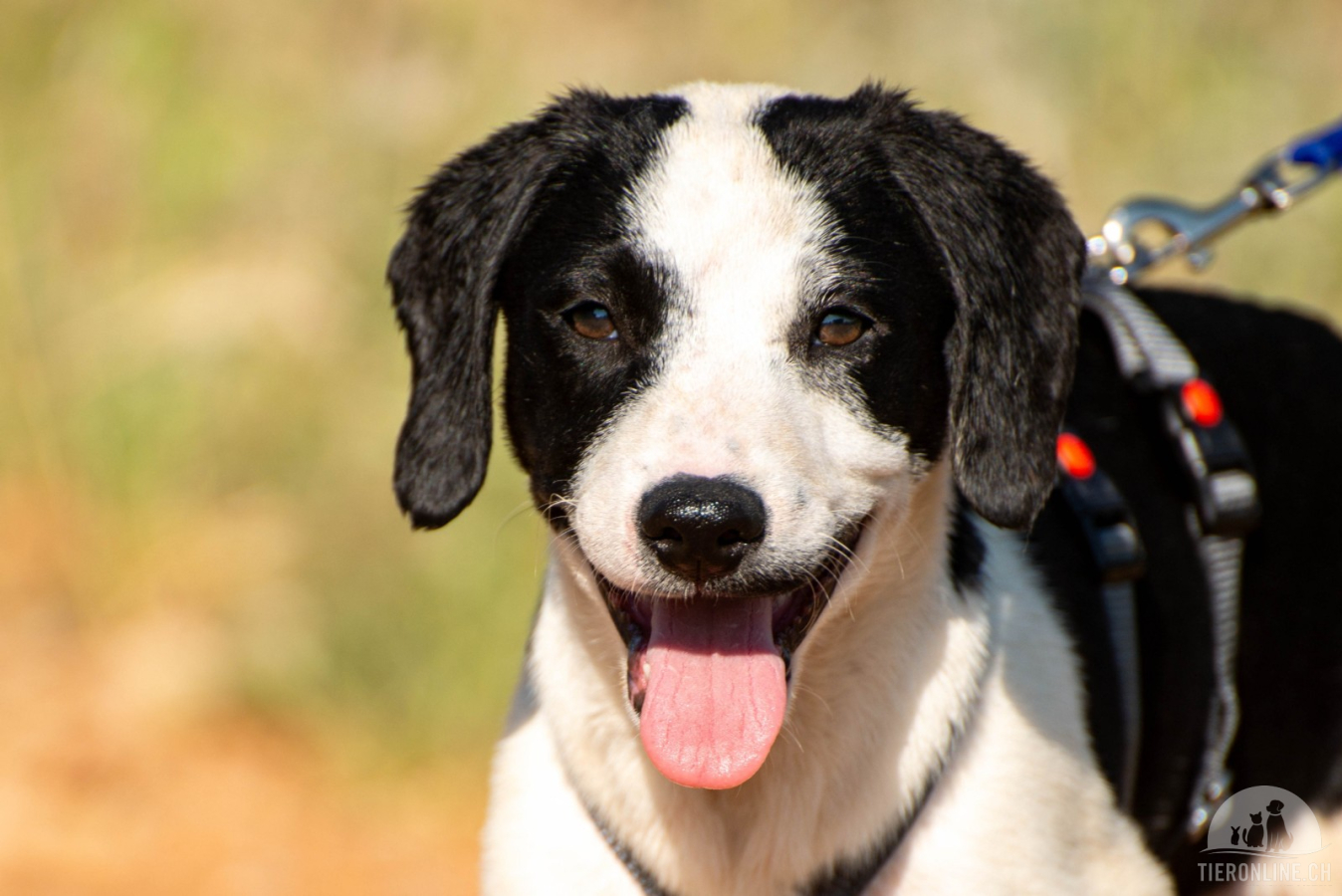 Hunde Ausland