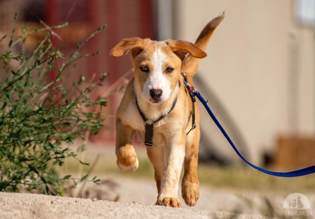 Hunde Ausland