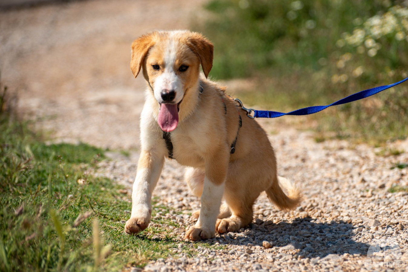 Hunde Ausland
