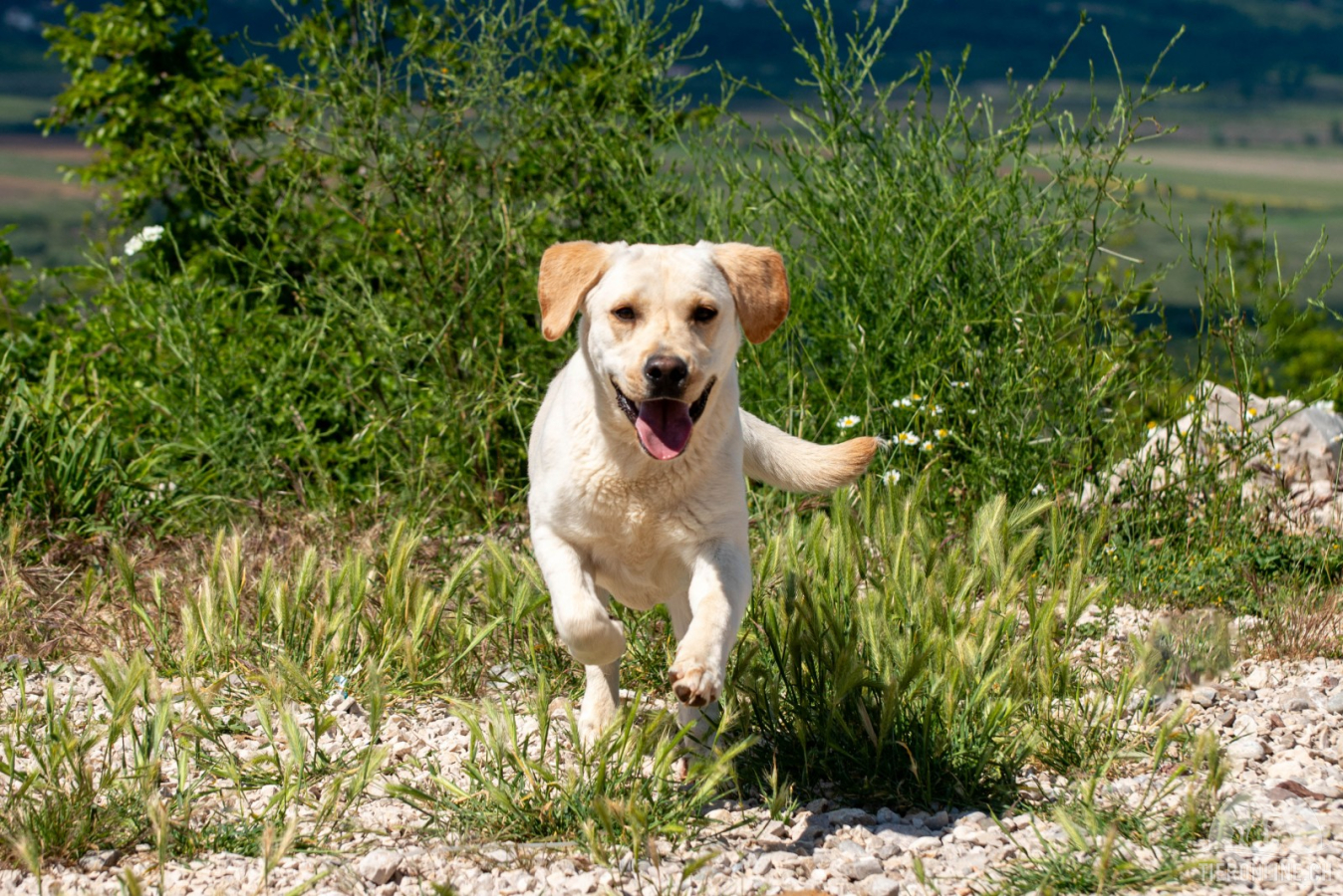 Hunde Ausland