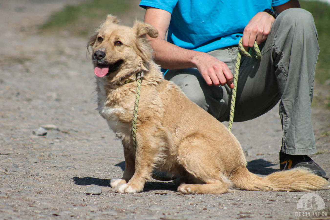 Hunde Ausland