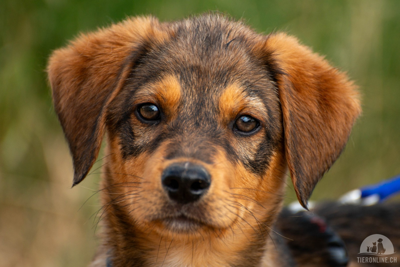 Hunde Ausland