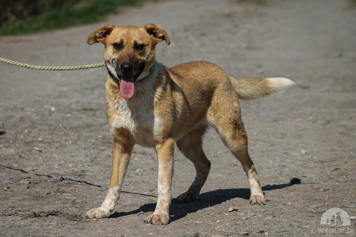 Hunde Ausland