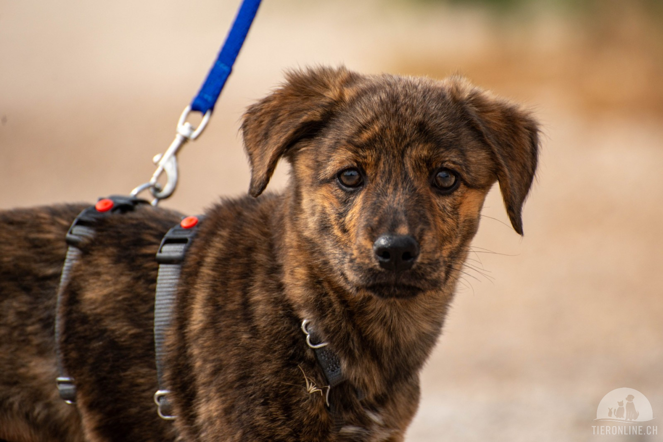 Hunde Ausland
