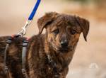 Leia (4 Monate) sucht ein liebevolles Zuhause