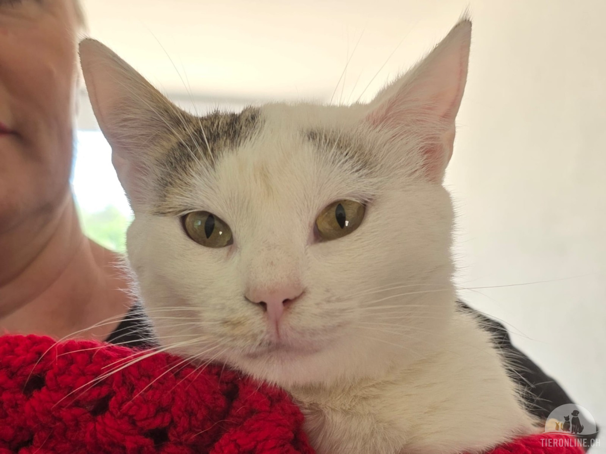 Katzen Ausland