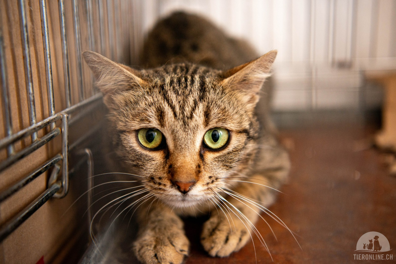 Katzen Ausland