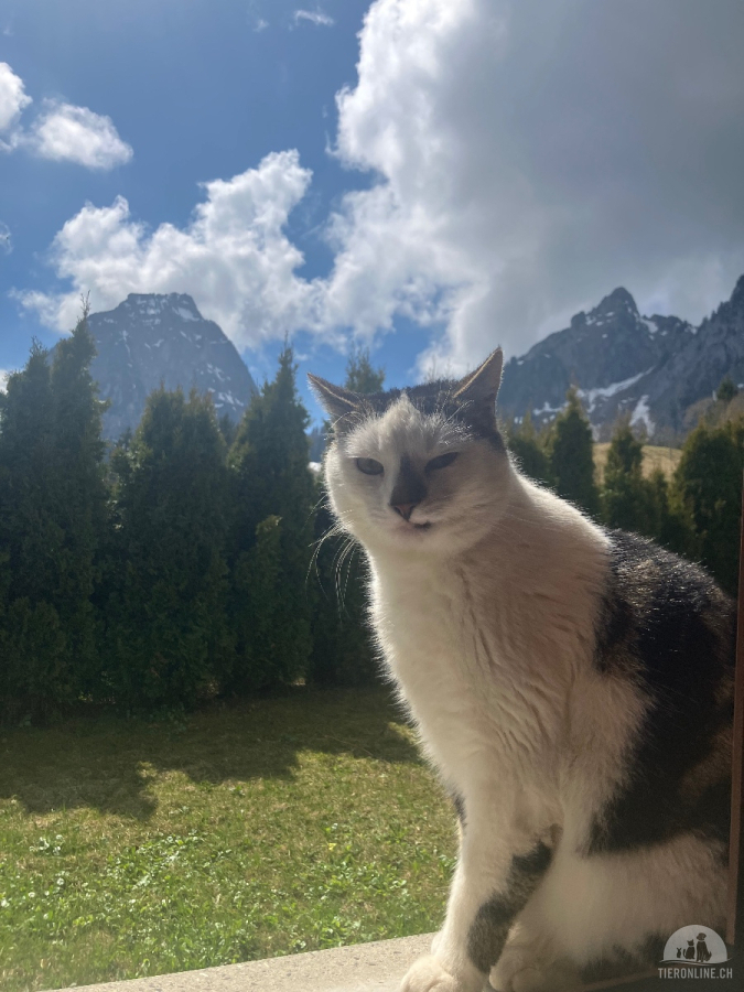 Katzen Schweiz