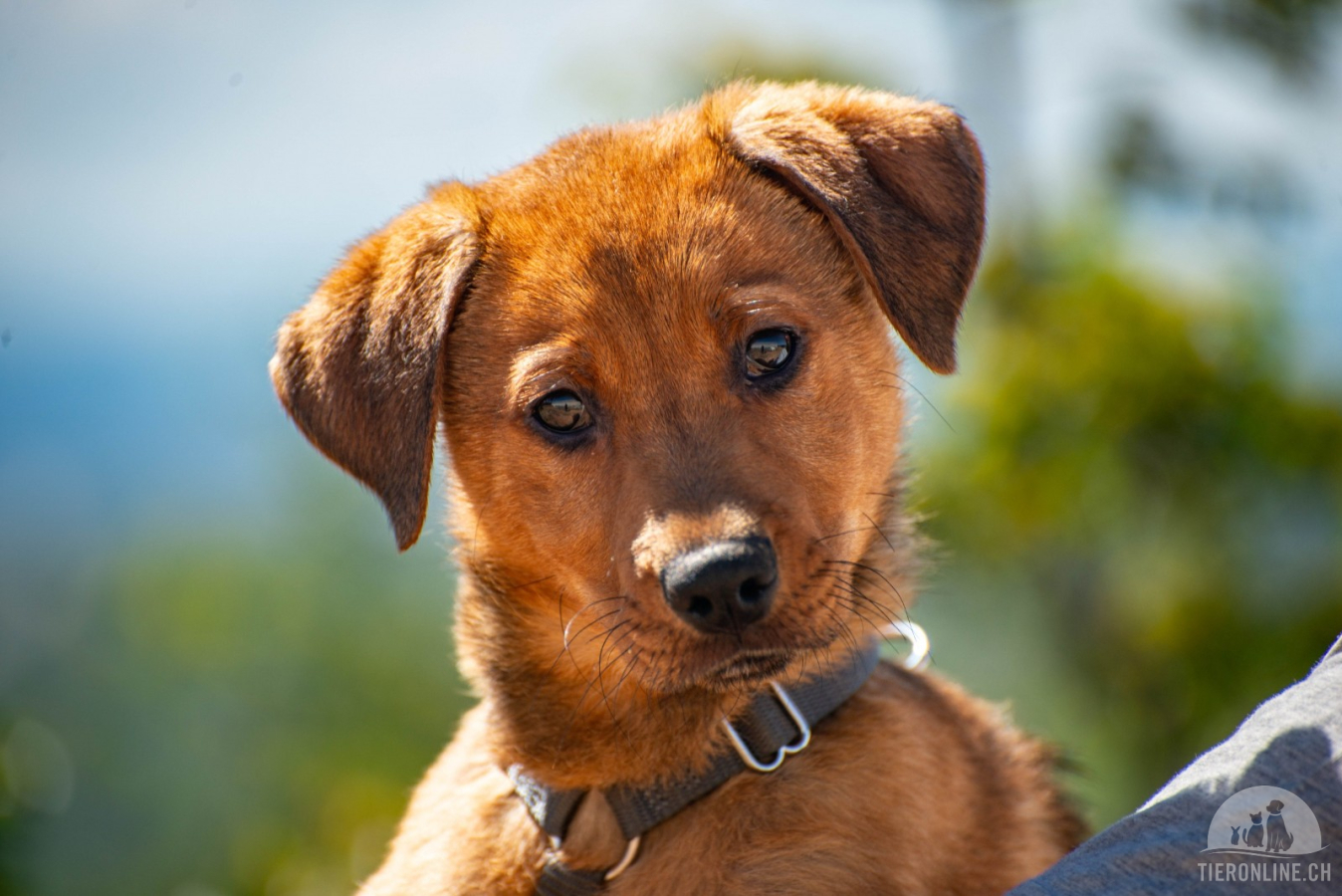 Hunde Ausland
