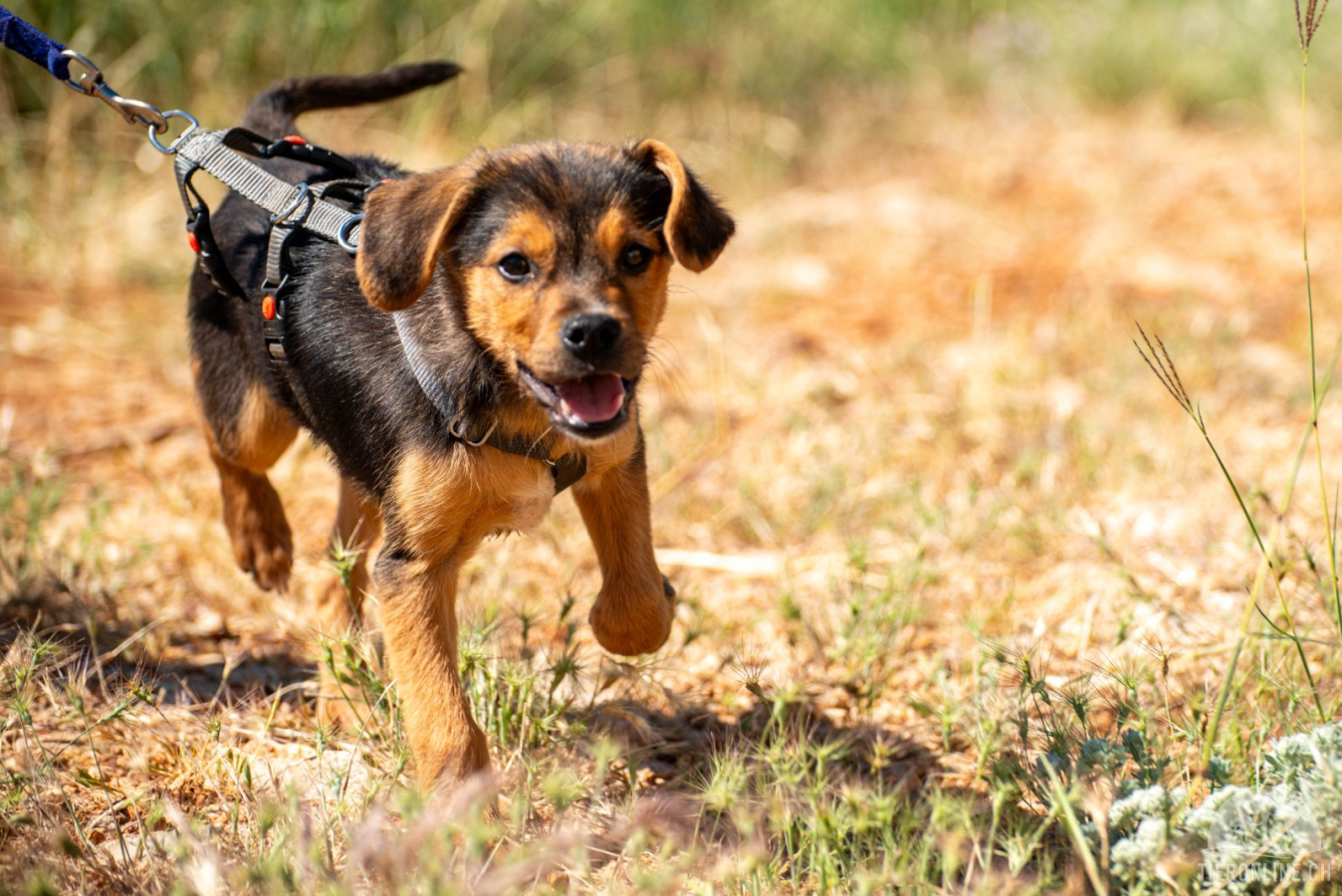 Hunde Ausland