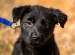 Suki (4 Monate) sucht ihr Glück