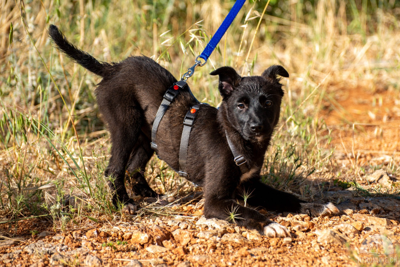 Hunde Ausland