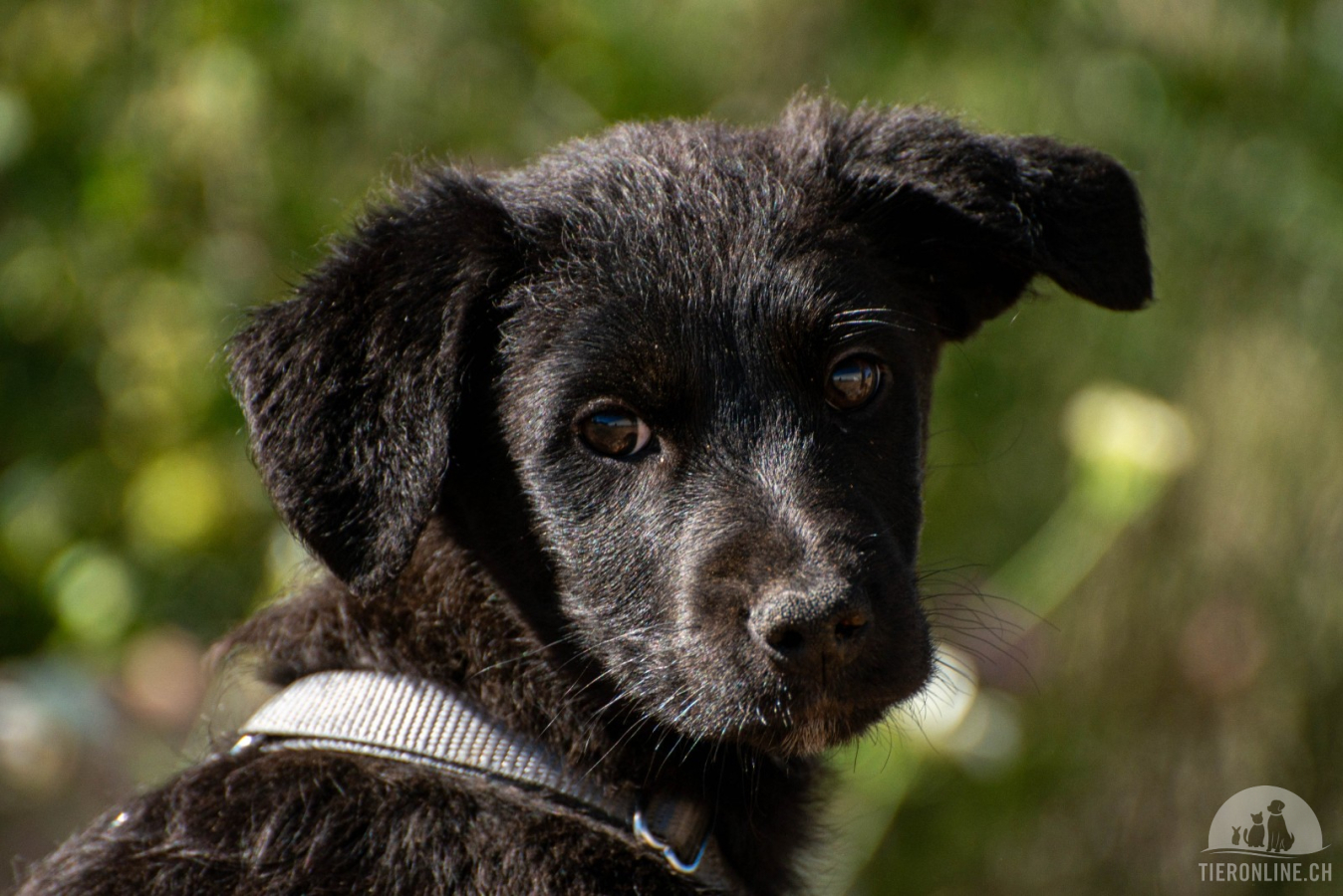 Hunde Ausland