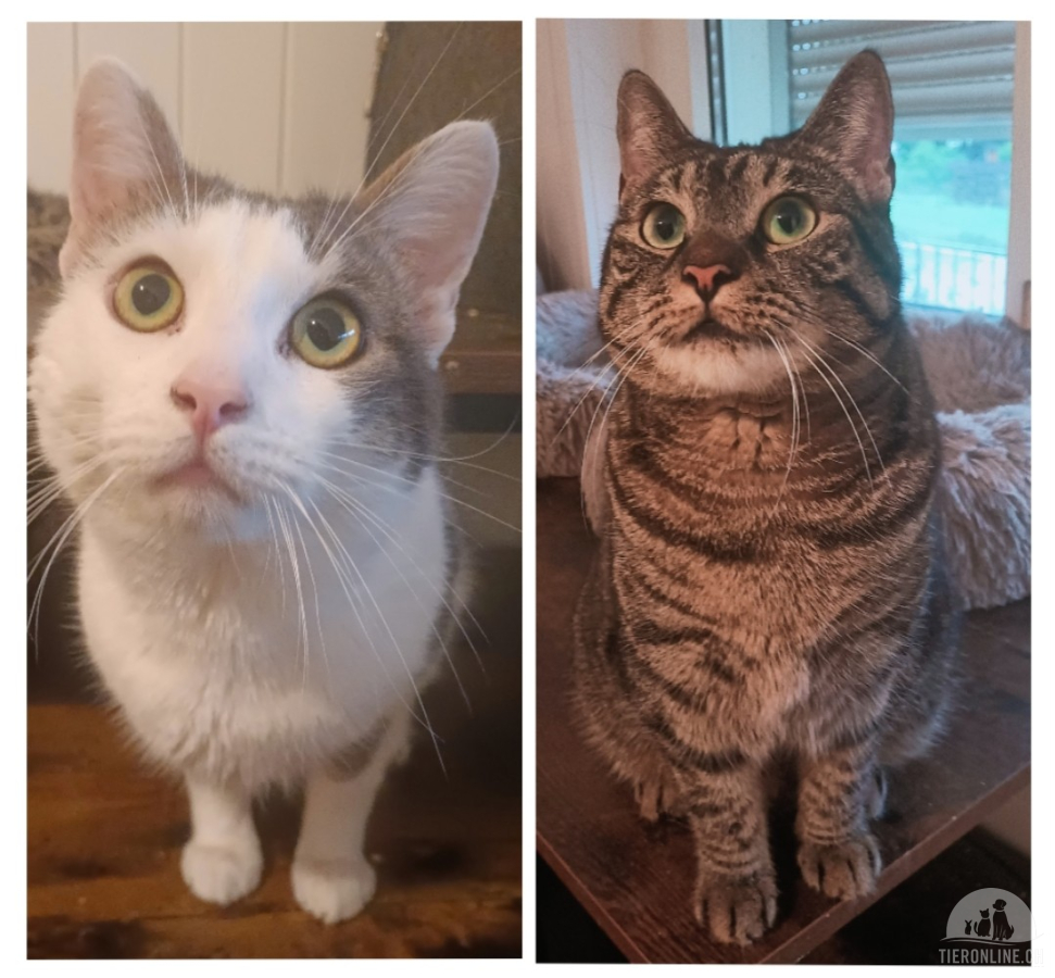 Katzen Schweiz