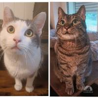Katzen Schweiz