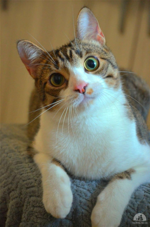 Katzen Ausland