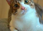 Verspielter Katzen-Teenager sucht Zuhause