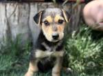 Ramiel, liebes, verspieltes und neugieriges Hundekind