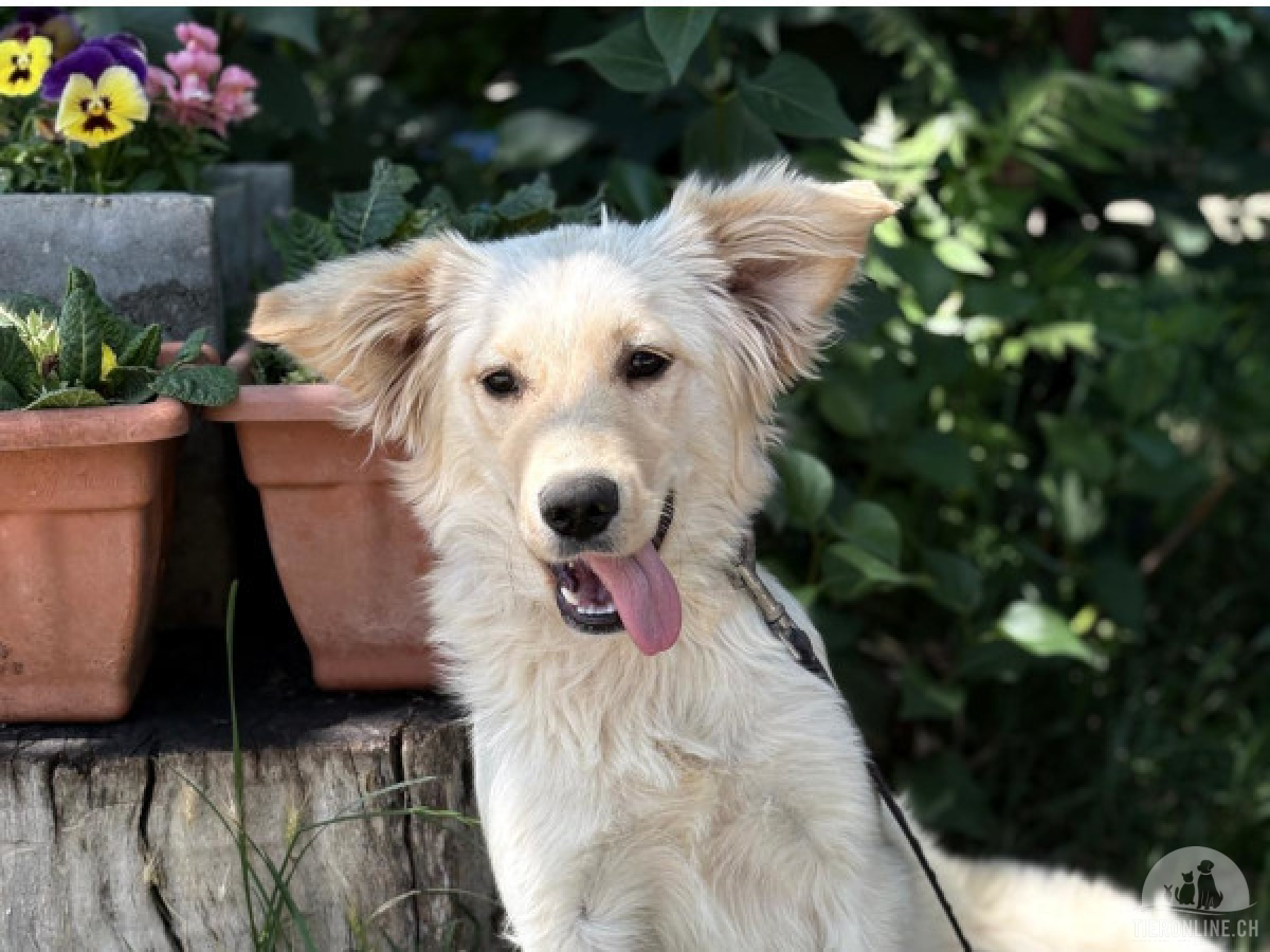 Hunde Ausland
