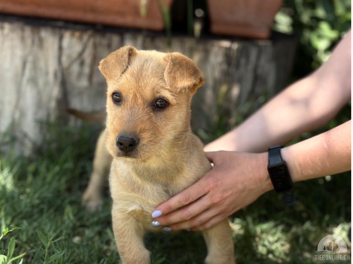 Hunde Ausland