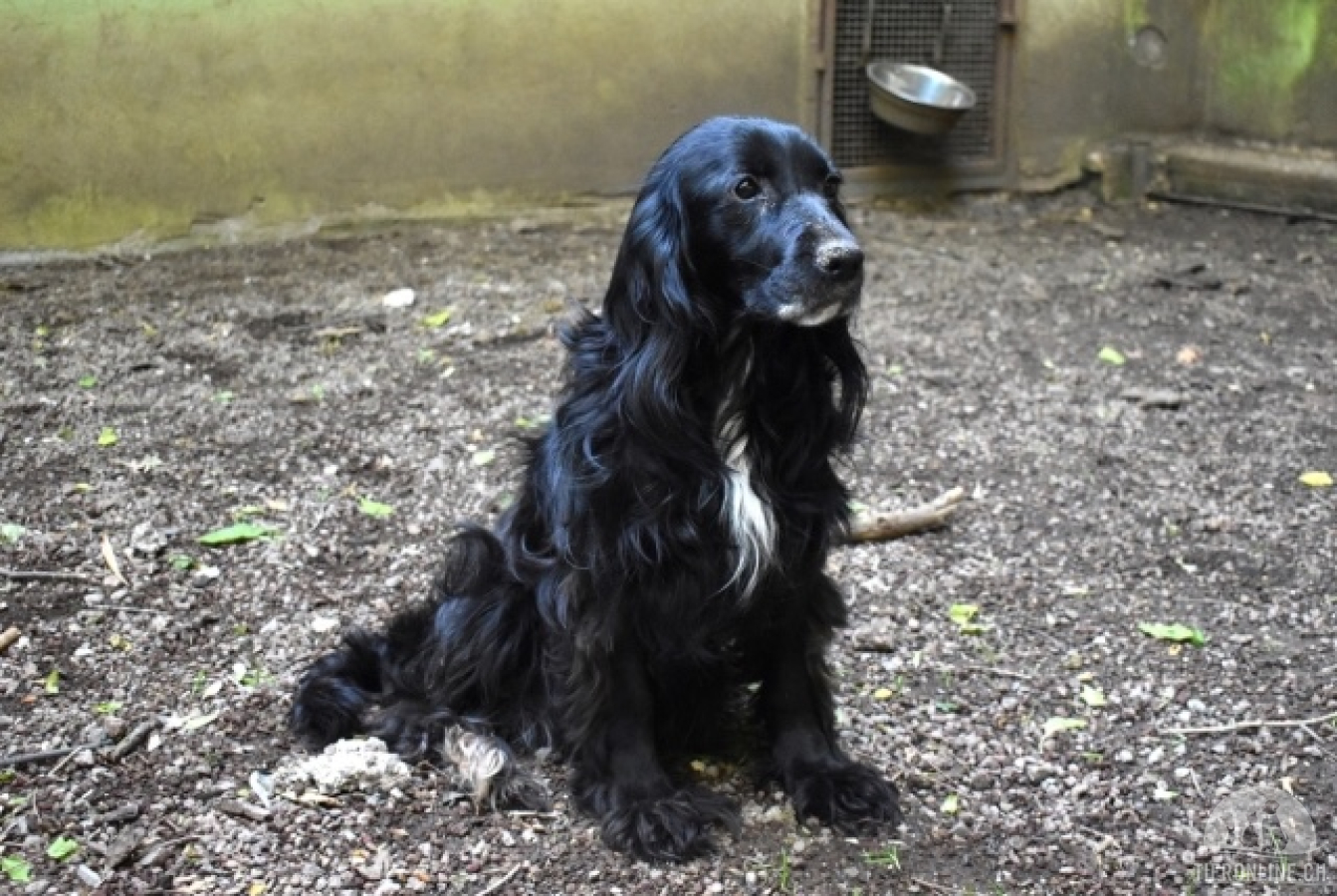 Hunde Ausland