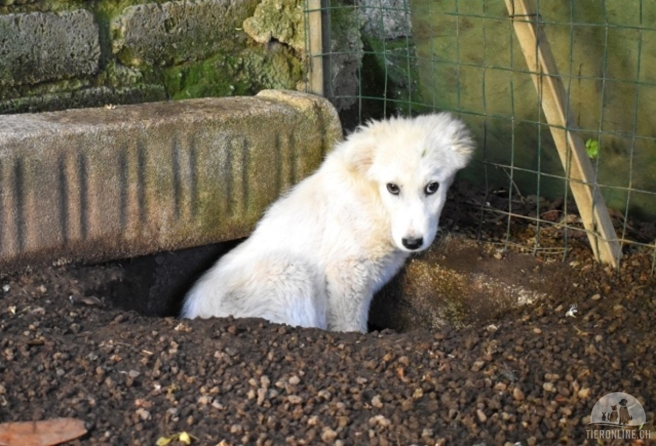 Hunde Ausland