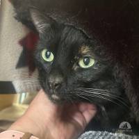 Katzen Schweiz