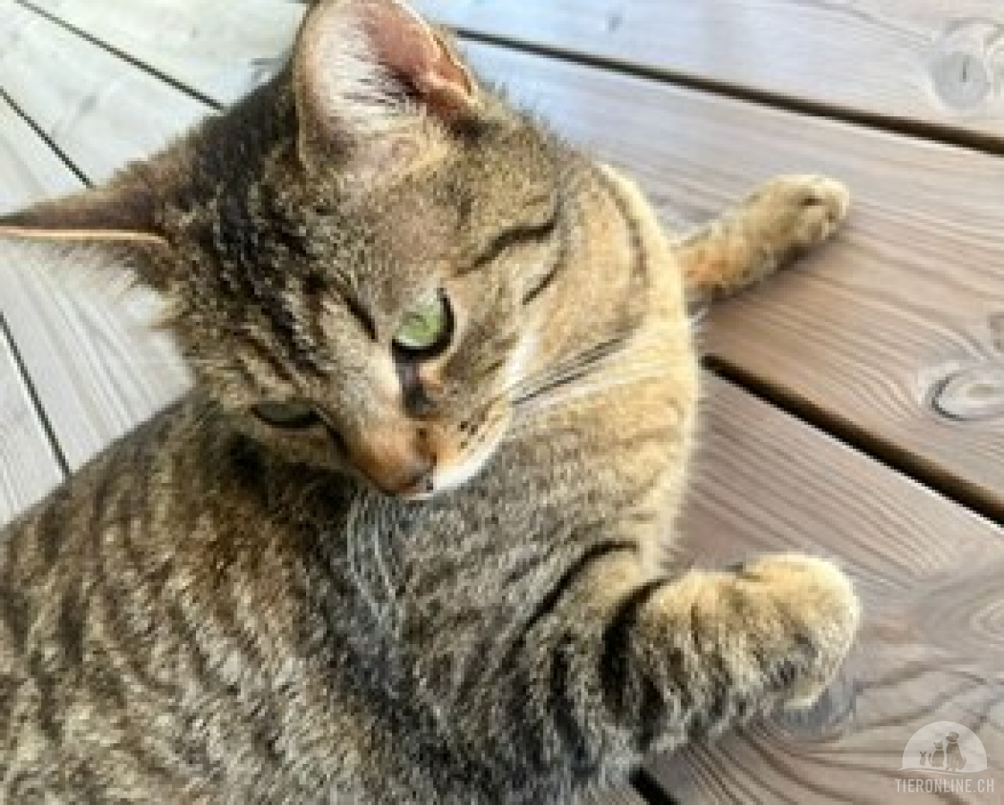 Katzen Schweiz