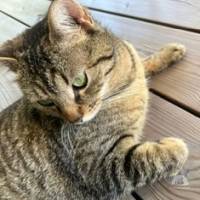 Katzen Schweiz
