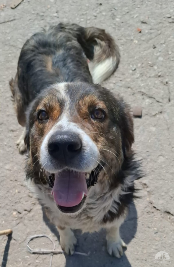 Hunde Ausland