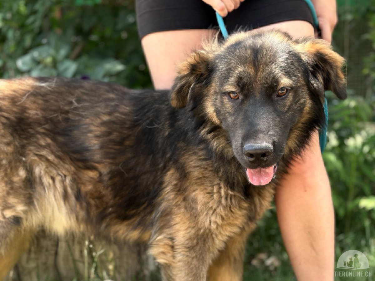 Hunde Ausland