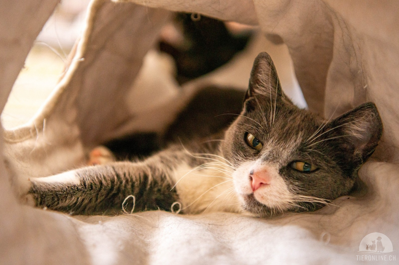 Katzen Ausland