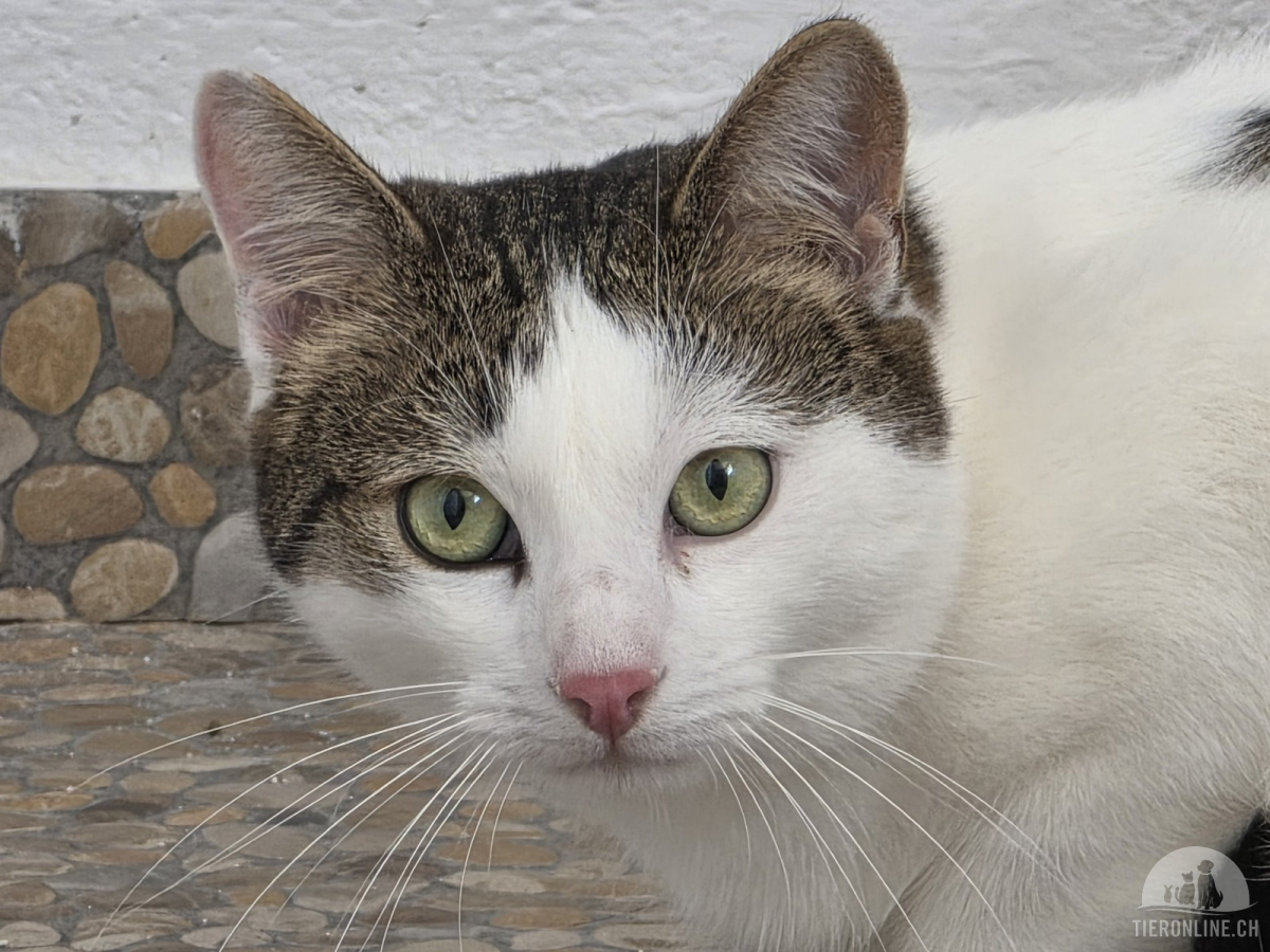 Katzen Ausland