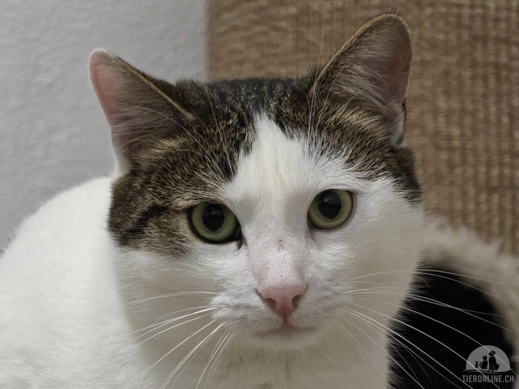 Teo (2 Jahre) sucht ein Zuhause