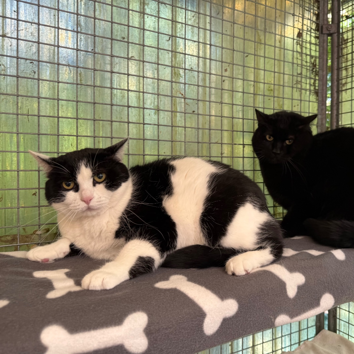 Lexi und Chili, Hauskatze – Katze zur Adoption in Zürich (ZH)