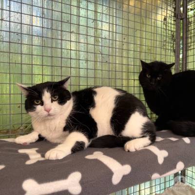 Lexi und Chili, Freigänger gemeinsam