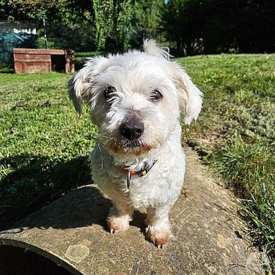 Hunde Schweiz